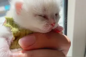 捡的小猫要睁眼睛啦 #猫猫幼崽 #捡了个猫 #捡猫后续 #生小猫了 #小奶猫的点点滴滴视频封面