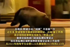 南京“野猪冲撞高铁”背后：全域野猪数量超5000只，近三年涉野猪警情累计接报1913起，#专家呼吁加强野猪种群调控。视频封面