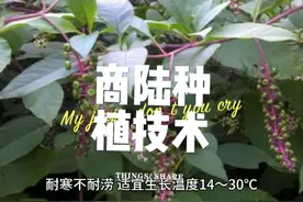 ##药材种植 #中药本草 #商陆种植技术视频封面