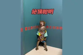 #成精的萌宠 #是时候展现真正的技术了 #猴子成精 绝顶聪明👍视频封面
