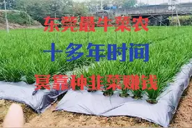 东莞最牛菜农！十多年时间只靠种韭菜赚钱视频封面