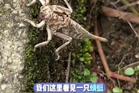 蜻蜓和色蟌，你分得清吗？#昆虫世界 #小孩的厉害藏不住了 #被这届小孩的知识储备量震惊了 #神奇动物在抖音视频封面