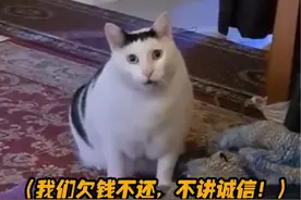 棒子你记住！中国人民族大义高于一切#万万没想到#法律#韩国#搞笑#大数据推荐给有需要的人视频封面