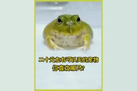 宠物解说：二十元左右可以买的宠物，你喜欢哪只？ #宠物视频封面