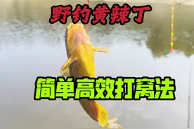 今天才知道，野钓黄辣丁这样打窝，成本低钓鱼快，越钓鱼越多视频封面