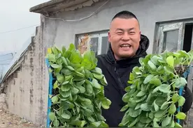 栽大头菜 #新农人计划2025 #抖音记录农村生活 #春耕进行时 #人间烟火#荠菜饺子视频封面