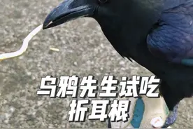乌鸦先生试吃折耳根 乌鸦作为杂食动物，食物是很多样性的 #乌鸦 #神奇动物在抖音 #动物的迷惑行为 #人与动物和谐共处 #萌宠出道计划