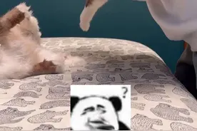 不需要长犟种毛也是全家最犟的种 #猫咪 #犟种毛和聪明毛