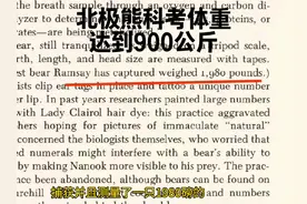 北极熊科考极限体重被突破 斯坦不再是科考最大北极熊视频封面