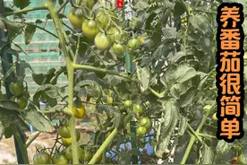 肥好，土壤干净卫生，及时打叉是让番茄不生挂果多的关键#种植小技巧 #关注我一起学种菜 #抖音新农人 #我的小菜园 @创作者伙伴计划 @DOU+上热门视频封面