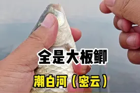 120-全是大板鲫-潮白河（密云） #原来钓鱼才是抖音运动顶流 #2024dou来钓鱼 #钓鱼 #野钓 #钓点分享视频封面