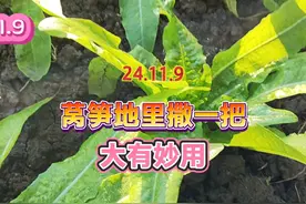 莴笋地里撒一把万能肥料，既简单又实用，作用还不是一般的大视频封面