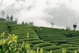 看湖北如何统筹做好茶文化、茶产业、茶科技大文章视频封面