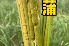 水边的大香肠，你们小时候都玩过吗？#植物科普 #采药人 #三农 #香蒲#蒲黄视频封面