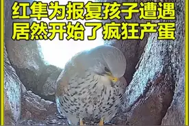震撼瞬间！红隼妈妈英勇无畏，誓死捍卫新生幼雏，母爱爆棚视频封面