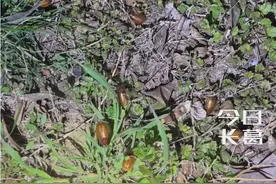 春暖花开，又可以到公园摸“瞎碰”啦！盐水泡过后裹上鸡蛋一起油炸，香嘞很视频封面