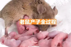 生完马上就能再怀孕，老鼠的生育过程实在太快了！！！#鼠宝宝视频封面
