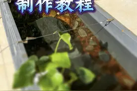 开缸教程 一米周转箱制作生态缸养龟沉浸式制作教程#生态缸 #乌龟 #龟缸 #开缸 #养龟视频封面