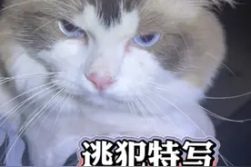 猫跑丢了？！用喵语帮粉丝极速找猫！ #猫语十级 #找猫 #流浪猫视频封面