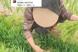 3月24日（发布）河南，“你不打除草剂，我给你薅草！”  怕误伤大蒜  大姐家邻居麦地没打除草剂    大姐看到后，直接帮邻居拔草      “你为我着想，我也为你着想，双向奔赴的邻里关系，多好！”视频封面