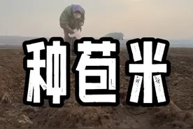 #2024新农人计划 #支持三农扶持三农发展 #现场实拍 #春耕#返乡创业新农人 @DOU+小助手 今天开始种粘苞米了，几百米长的黑土地看着就心情愉悦！视频封面