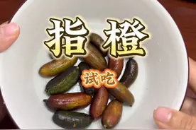 #热门 手指柠檬也叫指橙，水果中的鱼子酱，爱吃酸的可以盘他视频封面