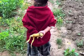 三岁重孙女把自己最好的礼物献给九十三岁的老太、＂金蟾＂开心呀 #熊孩子的搞笑日常  #人类幼崽 #萌宠出道计划 #金蟾晗君 #农村生活视频封面