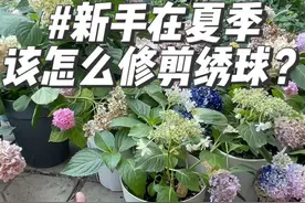 新手在夏季该怎么在花后修剪绣球？#爱生活爱养花 #花卉绿植 #我的花花草草🌸🌸 #绣球花 #养花人的乐趣视频封面