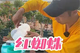 红蜘蛛配药及打药方法详细讲解 喷雾器选雾化效果好点的，药水里配上打药助剂，打药全面一点，打完可以检查一下叶片背面确保打透。这样红蜘蛛基本可以控制，控制住就行了，不要想着打完 很难 除非你在楼顶养花#养护小知识 #月季养护 #花卉养护 #月季红蜘蛛视频封面