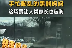 手忙脚乱的黑熊妈妈，这场景让人类家长也破防！#带娃 #熊孩子 #好玩 #有趣