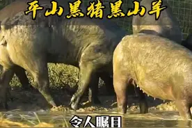 你知道平山还有这样一个养殖基地吗？#黑猪 #黑山羊视频封面