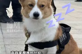 警犬福仔因“班味”过重被没收年终奖视频封面