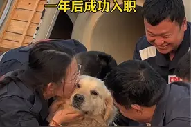 一年前，一只流浪金毛跟随大家回到基地🐶 命运的齿轮开始转动⚙️  在队员们的悉心照料和陪伴下 小狗克服重重困难 终于成功通过考核入伍了！ 成为合格的搜救犬 🐾  谢谢小英雄✨ @名创优品   #致敬搜救犬 #搜救犬 #搜救犬的日常 #搜救犬感人事迹 #谢谢搜救犬视频封面