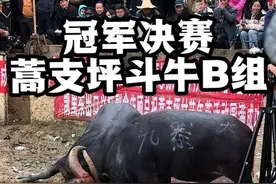 凯里蒿支坪斗牛B组冠军决赛，剑河牛王VS九寨牛王，巅峰对决#争夺冠亚军#斗牛比赛 #牛王争霸赛视频封面