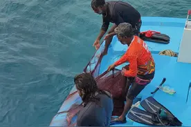 揭开马代传统钓金枪神秘面纱 打窝钓金枪十分容易，十分钟就可以把黄鳍金枪打浮沸腾，然后挂饵鱼狂拉就行了，关键的问题是如何打窝？如何捕捉饵鱼才是最关键的，抓饵鱼要七个小时，钓鱼四小时，没有几年经验你就抓不到饵鱼，怎么破？为了了解马代传统捕鱼文化，我必须详细记录整个过程#原来钓鱼才是抖音运动顶流 #马尔代夫海钓 #马尔代夫金枪