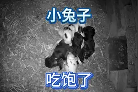 出生八天的小兔子，吃奶吃的太饱，翻身都翻不过来了 #新生命