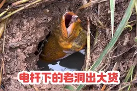 #户外钓鳝 电杆下的老洞终于出大货啦！钓鳝鱼的绝佳位置#野钓惊喜无处不在 #真实户外 #乡野田间 #我的乡村生活视频封面
