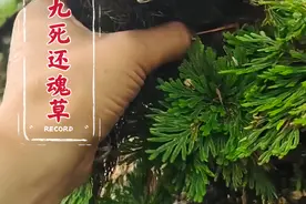 这就是传说中的“九死还魂草”是一种生命力极为顽强植物，据说它被作成标本11年之后，遇水居然奇迹般的复活了。#九死还魂草 #识百草 #植物科普 #中草药视频封面