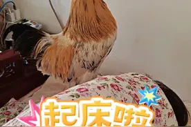 周末也要叫醒工作的大肉肉#公鸡叫主人起床 #公鸡打鸣 #大公鸡肉肉 #神奇动物在抖音 #内容启发搜索 @DOU+小助手视频封面