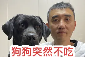 狗狗突然不吃饭了，精神状态尚可，你不必焦虑 狗狗定时饿一饿是好事。狗狗自己突然不爱吃东西了，只要精神好，吃不吃别管它#狗狗的心思都写在脸上了 #新手养狗 #狗狗 #萌宠 #科学养宠攻略视频封面