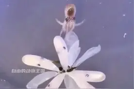 你见过会跳舞的八爪鱼吗？#八爪鱼 #动物 #海洋生物