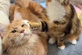 小猫志的女朋友，你们觉得般配吗？#萌宠 #猫咪 #缅因猫 #喵咪的迷惑行为 #铲屎官的乐趣视频封面