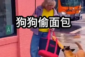 愤怒女子尾随大黄狗，却意外发现善良之举 #狗狗是人类最忠诚的朋友 #感动 #有趣#动物也有爱视频封面