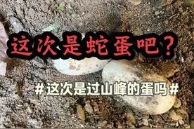#蛇类科普 #过山峰的蛋 这次我说是蛇蛋，你们不会说我了吧？过山峰都到家门口了！！视频封面