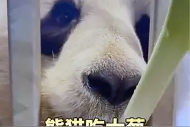 熊猫吃大葱是什么反应？#动物 #动物的迷惑行为 #动物成精系列 #野生动物零距离 #大熊猫视频封面