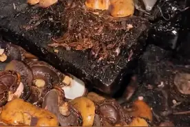 腰果是坚果里面收获最困难的，毕竟有腐蚀性，壳还很难清理，然后还需经过清洗烘培，中东坚果三宝，排行老二，实至名归视频封面