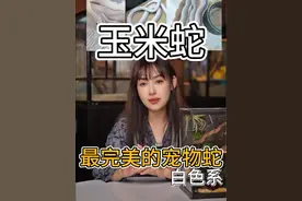 浅聊玉米蛇基因——白色篇#玉米蛇 #蛇🐍 #蛇 #神奇动物在抖音 #神奇动物视频封面