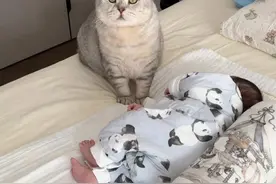 当小猫咪第一次见到人类幼崽～ 雪饼：这么多天没在家就带回来一个？#铲屎官的乐趣 #猫咪的迷惑行为 #萌娃和萌宠视频封面