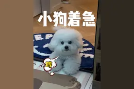 原来小狗也会说：妈妈你过来一下！#狗狗 #新的一年汪汪汪 #萌到爆炸了💥 #萌宠出道计划视频封面
