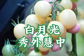 白月光番茄 秀外慧中的白番茄张什么样？ #番茄🍅 #西红柿 #三农 #好吃的小番茄品种推荐 #老董种地